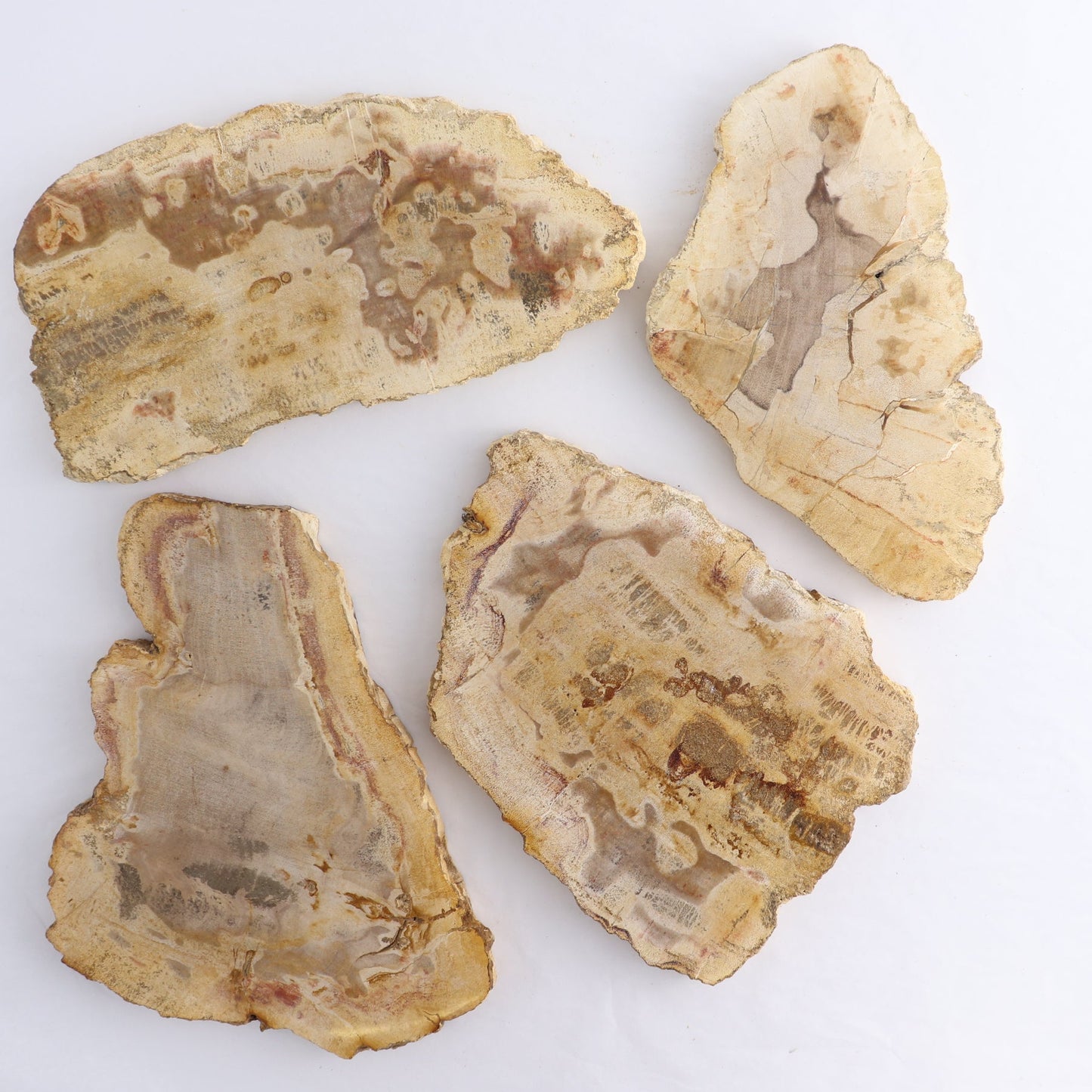 Petrified Wood Slices & Slabs Set of 4