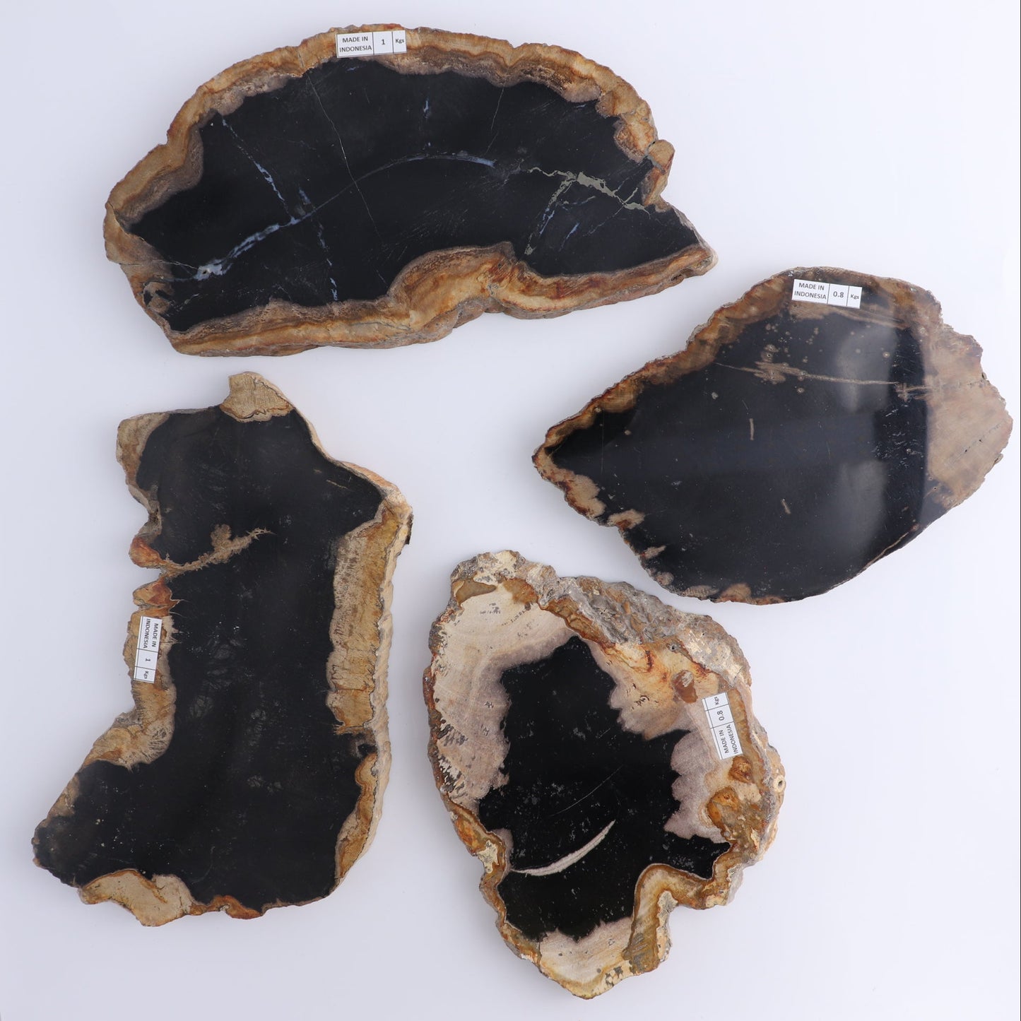 Petrified Wood Slices & Slabs Set of 4