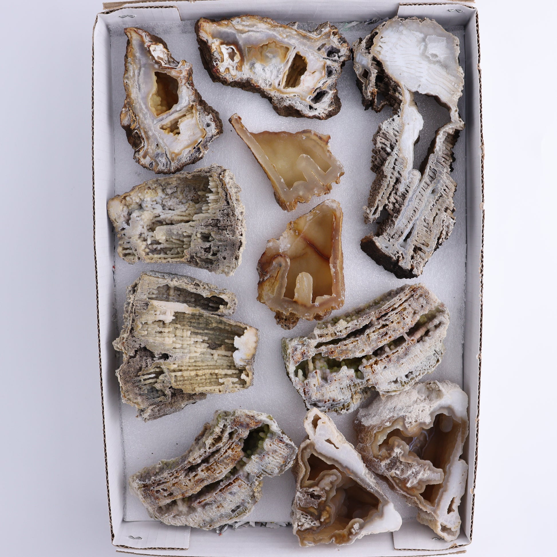 Agatized Coral Flat - Expert Wholesale and Supplier of Wholesale Crystals & Bulk Gemstones, ["Agate","Agatized Coral","Coral","United States"]