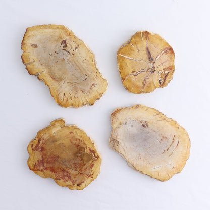 Petrified Wood Slices & Slabs Set of 4