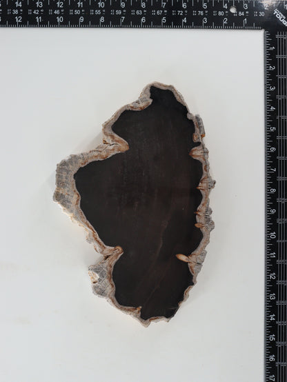 Petrified Wood Slices and Slabs Set of 2