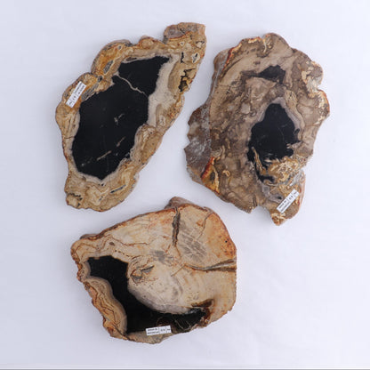 Petrified Wood Slices & Slabs Set of 3