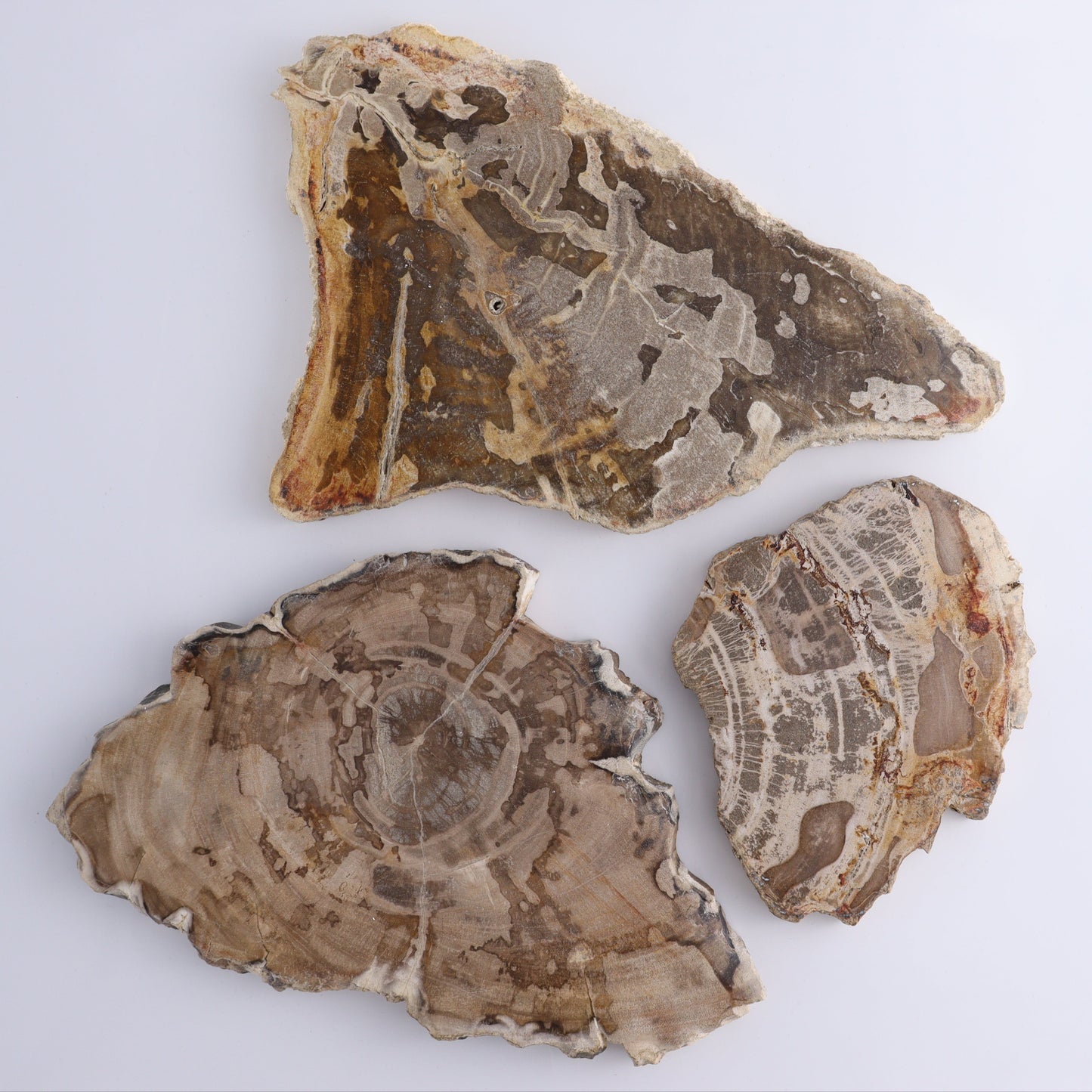 Petrified Wood Slices & Slabs Set of 3 - Expert Wholesale and Supplier of Wholesale Crystals & Bulk Gemstones, ["Freeforms","Indonesia","Petrified Wood","Slices and Slabs"]