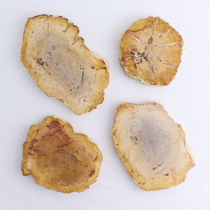 Petrified Wood Slices & Slabs Set of 4