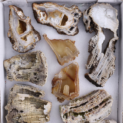 Agatized Coral Flat - Expert Wholesale and Supplier of Wholesale Crystals & Bulk Gemstones, ["Agate","Agatized Coral","Coral","United States"]