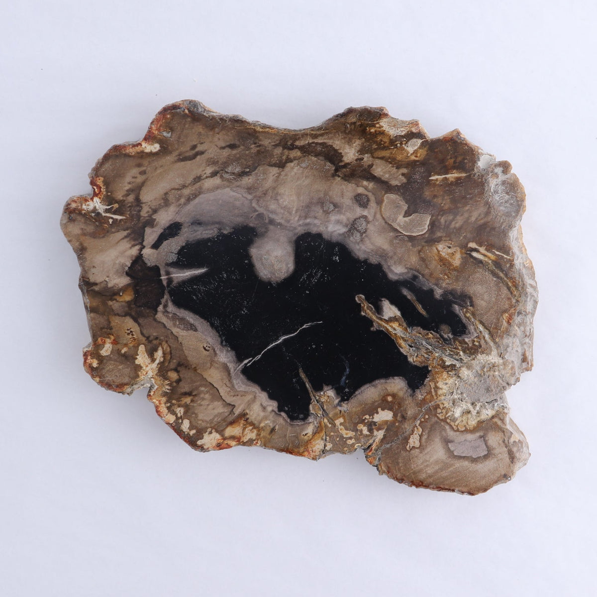 Petrified Wood Slices & Slabs Set of 3