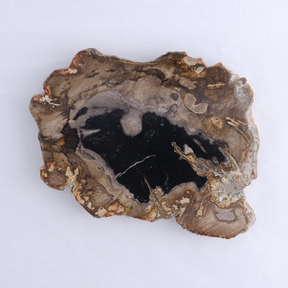 Petrified Wood Slices & Slabs Set of 3