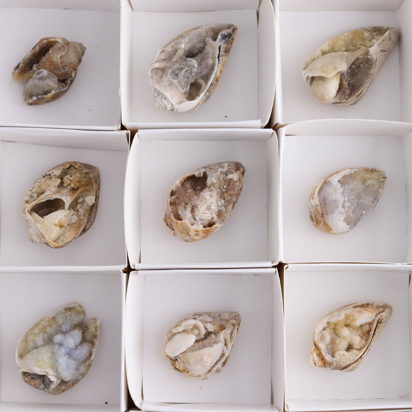 Mixed Shells Flat of 15 - Expert Wholesale and Supplier of Wholesale Crystals & Bulk Gemstones, ["Flats","India","shells"]