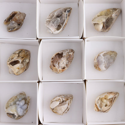 Mixed Shells Flat of 15 - Expert Wholesale and Supplier of Wholesale Crystals & Bulk Gemstones, ["Flats","India","shells"]