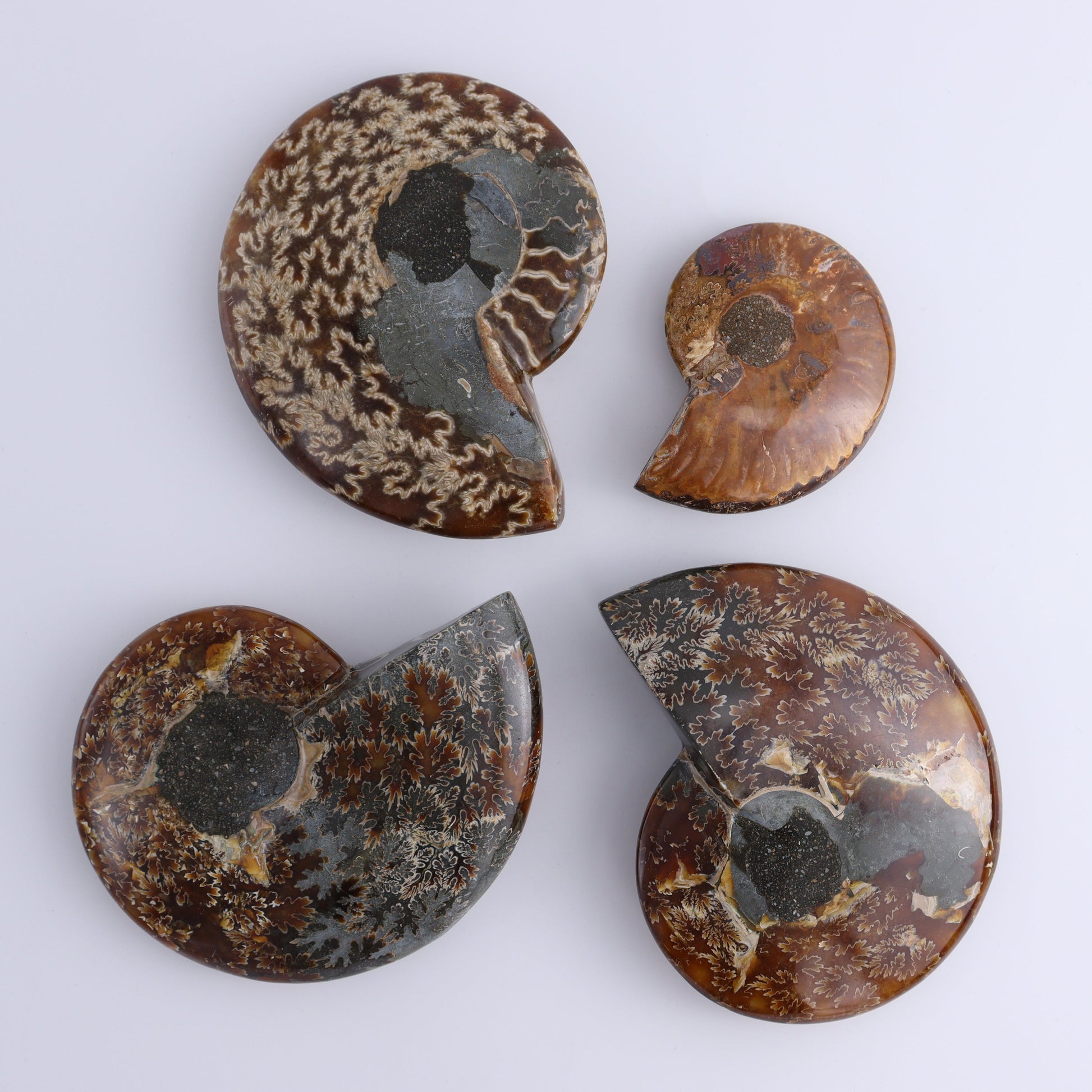 Ammonite Bowls Set of 4 - Expert Wholesale and Supplier of Wholesale Crystals & Bulk Gemstones, ["Ammonite","close_30","Madagascar","shells"]