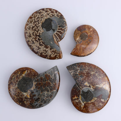 Ammonite Bowls Set of 4 - Expert Wholesale and Supplier of Wholesale Crystals & Bulk Gemstones, ["Ammonite","close_30","Madagascar","shells"]