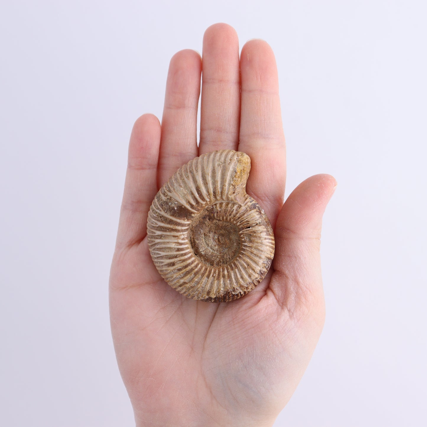 Fossilized Ammonite Set of 8 - Expert Wholesale and Supplier of Wholesale Crystals & Bulk Gemstones, ["Ammonite","Fossilized Ammonite","Madagascar"]