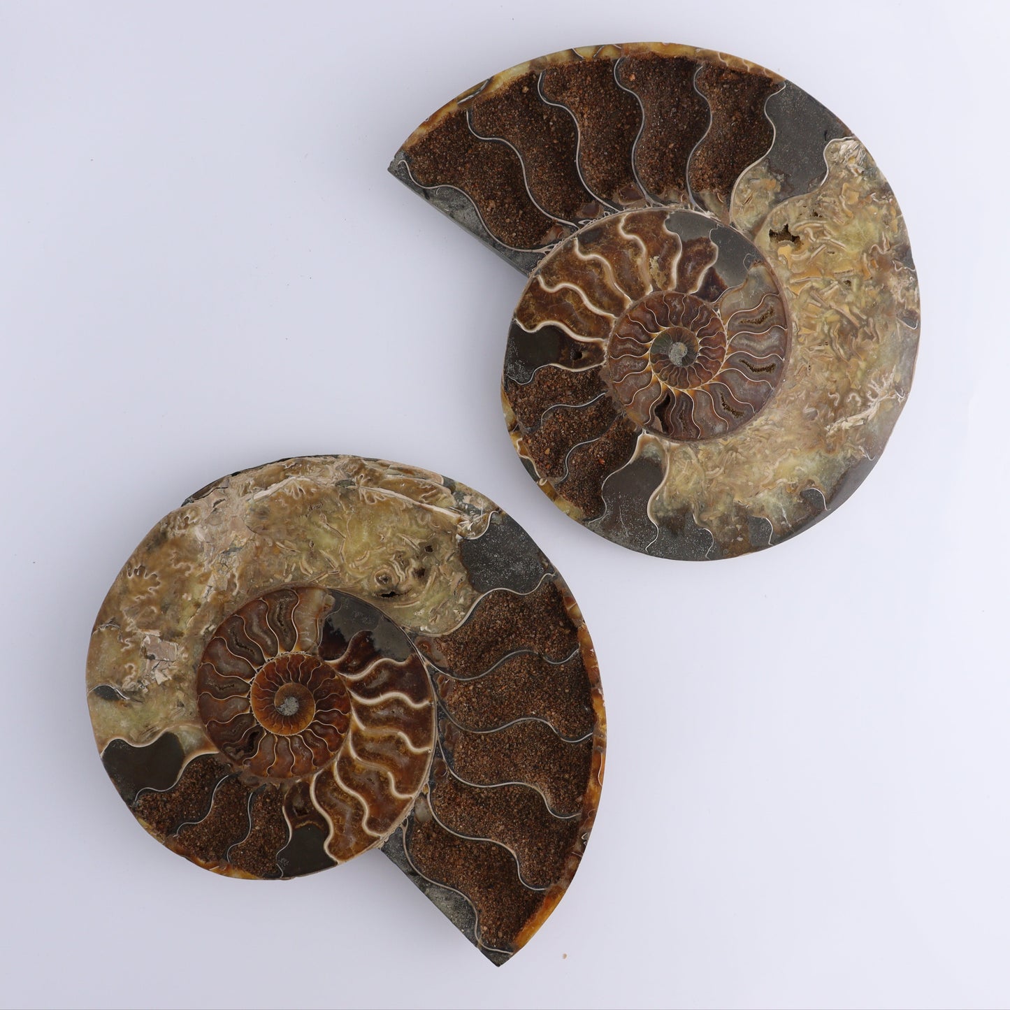 Ammonite Pair - Expert Wholesale and Supplier of Wholesale Crystals & Bulk Gemstones, ["Ammonite","Madagascar","shells"]