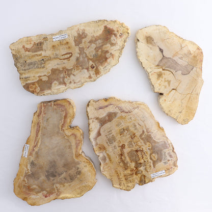 Petrified Wood Slices & Slabs Set of 4