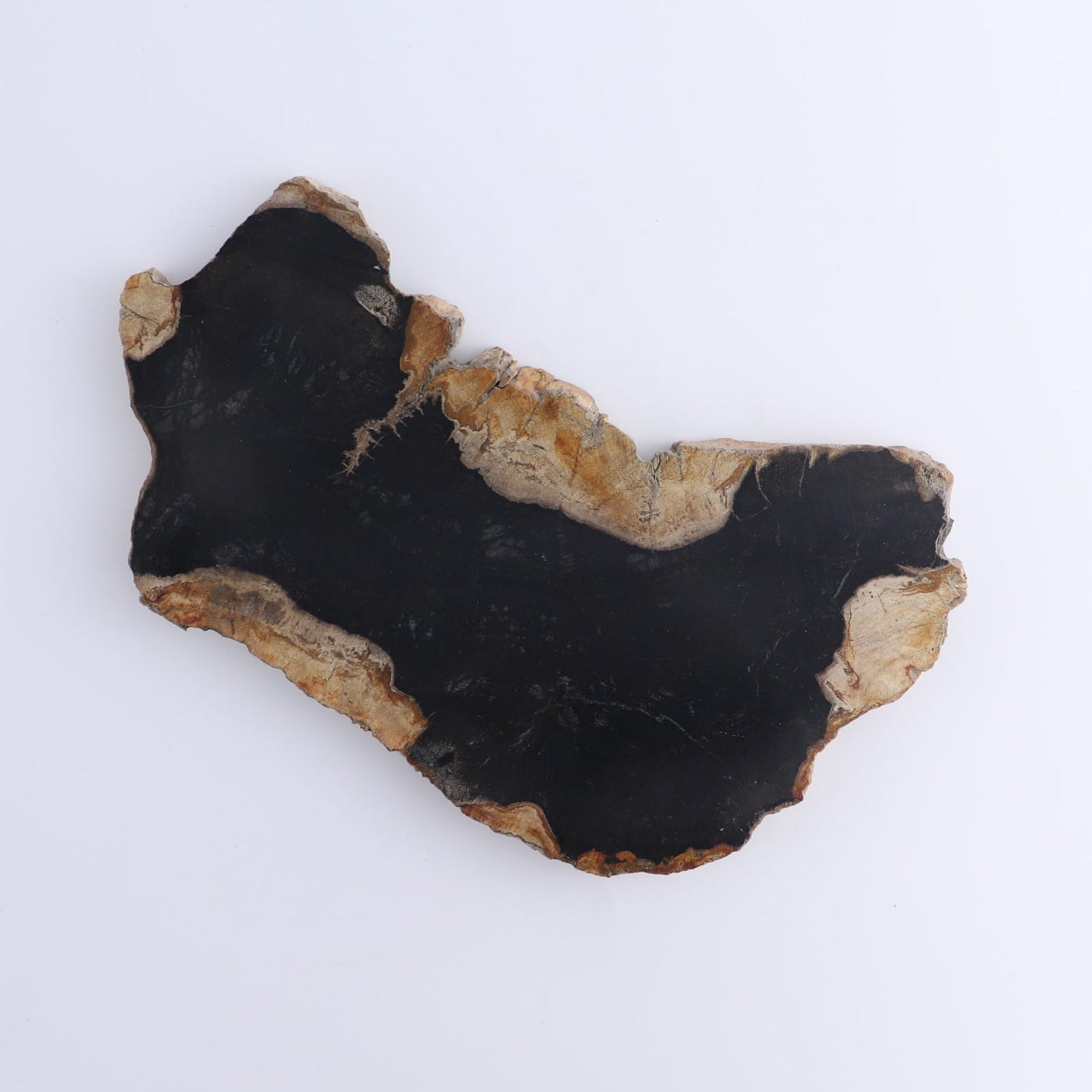 Petrified Wood Slices & Slabs Set of 4