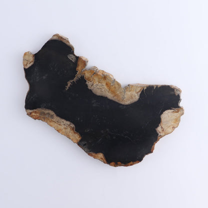 Petrified Wood Slices & Slabs Set of 4