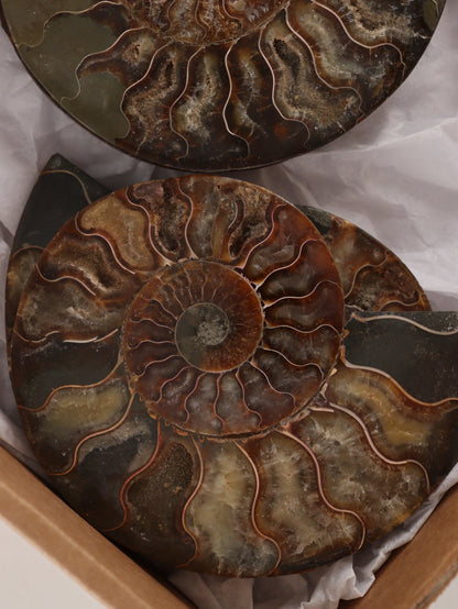 Ammonite Pairs Set of 4