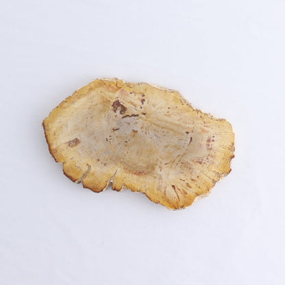 Petrified Wood Slices & Slabs Set of 4