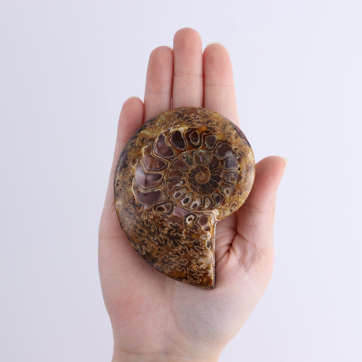 Ammonite Bowls Set of 4 - Expert Wholesale and Supplier of Wholesale Crystals & Bulk Gemstones, ["Ammonite","close_30","Madagascar","shells"]