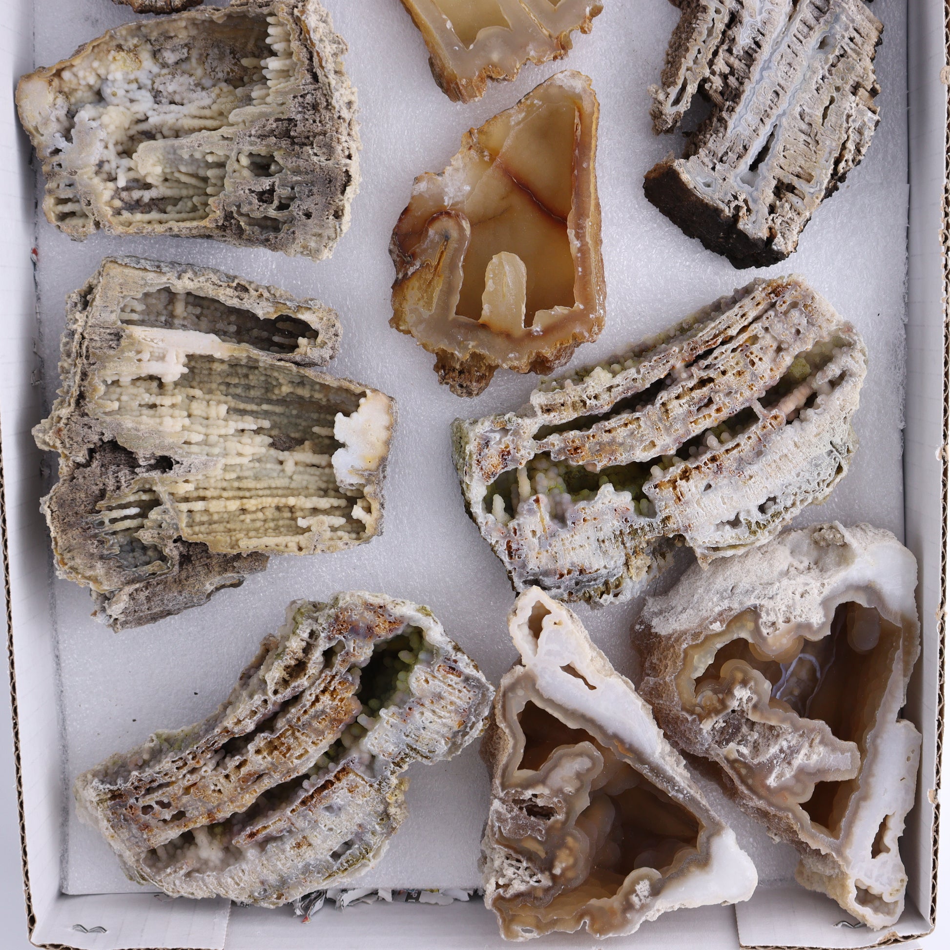 Agatized Coral Flat - Expert Wholesale and Supplier of Wholesale Crystals & Bulk Gemstones, ["Agate","Agatized Coral","Coral","United States"]