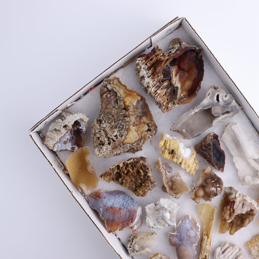 Agatized Coral Flat - Expert Wholesale and Supplier of Wholesale Crystals & Bulk Gemstones, ["Agate","Agatized Coral","Coral","United States"]