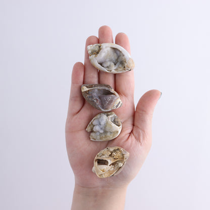 Mixed Shells Flat of 15 - Expert Wholesale and Supplier of Wholesale Crystals & Bulk Gemstones, ["Flats","India","shells"]