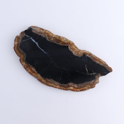 Petrified Wood Slices & Slabs Set of 4
