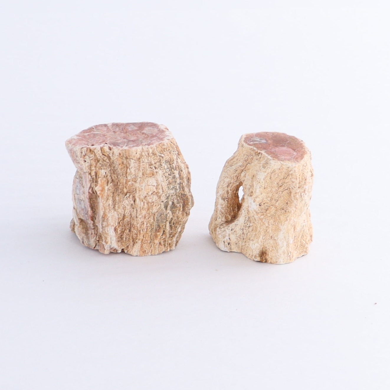 Petrified Wood Cut Bases Set of 10 - Expert Wholesale and Supplier of Wholesale Crystals & Bulk Gemstones, ["Cut Base","Petrified Wood"]