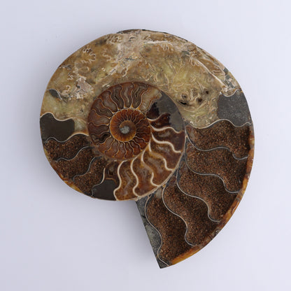 Ammonite Pair - Expert Wholesale and Supplier of Wholesale Crystals & Bulk Gemstones, ["Ammonite","Madagascar","shells"]