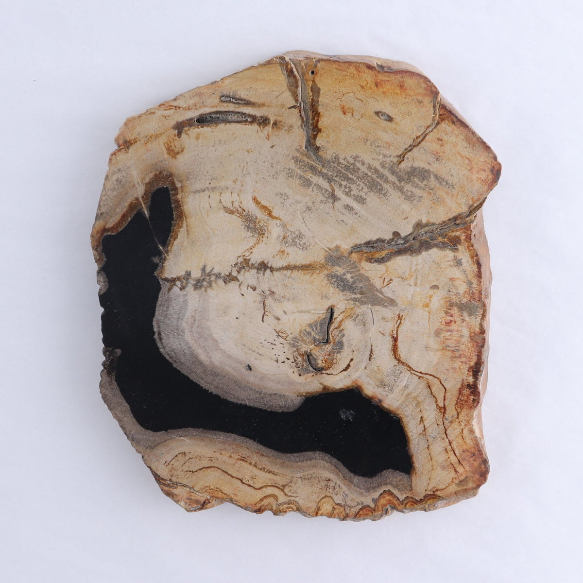 Petrified Wood Slices & Slabs Set of 3