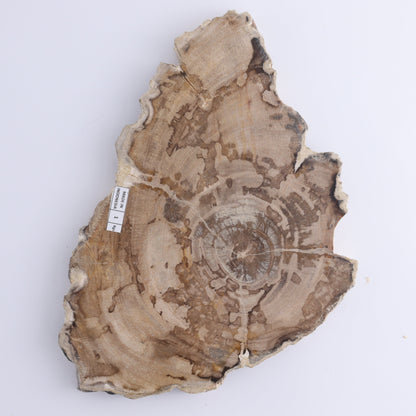 Petrified Wood Slices & Slabs Set of 3 - Expert Wholesale and Supplier of Wholesale Crystals & Bulk Gemstones, ["Freeforms","Indonesia","Petrified Wood","Slices and Slabs"]