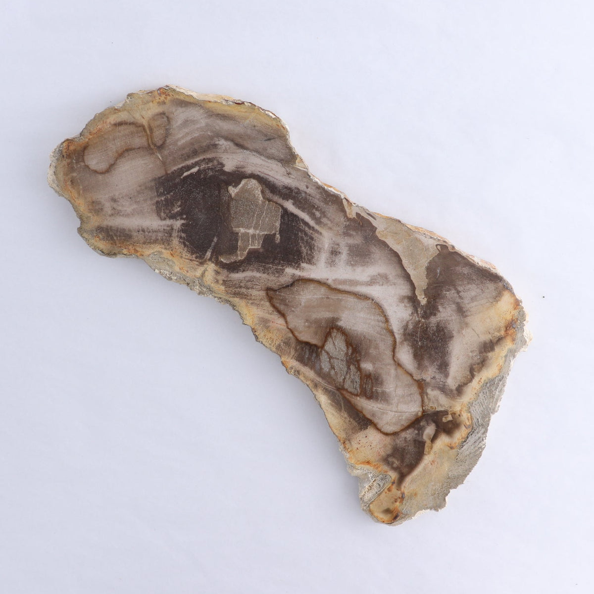 Petrified Wood Slices & Slabs Set of 3