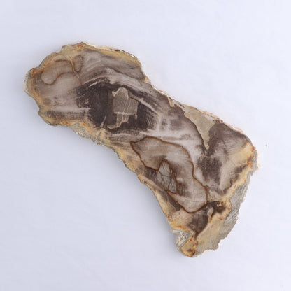 Petrified Wood Slices & Slabs Set of 3