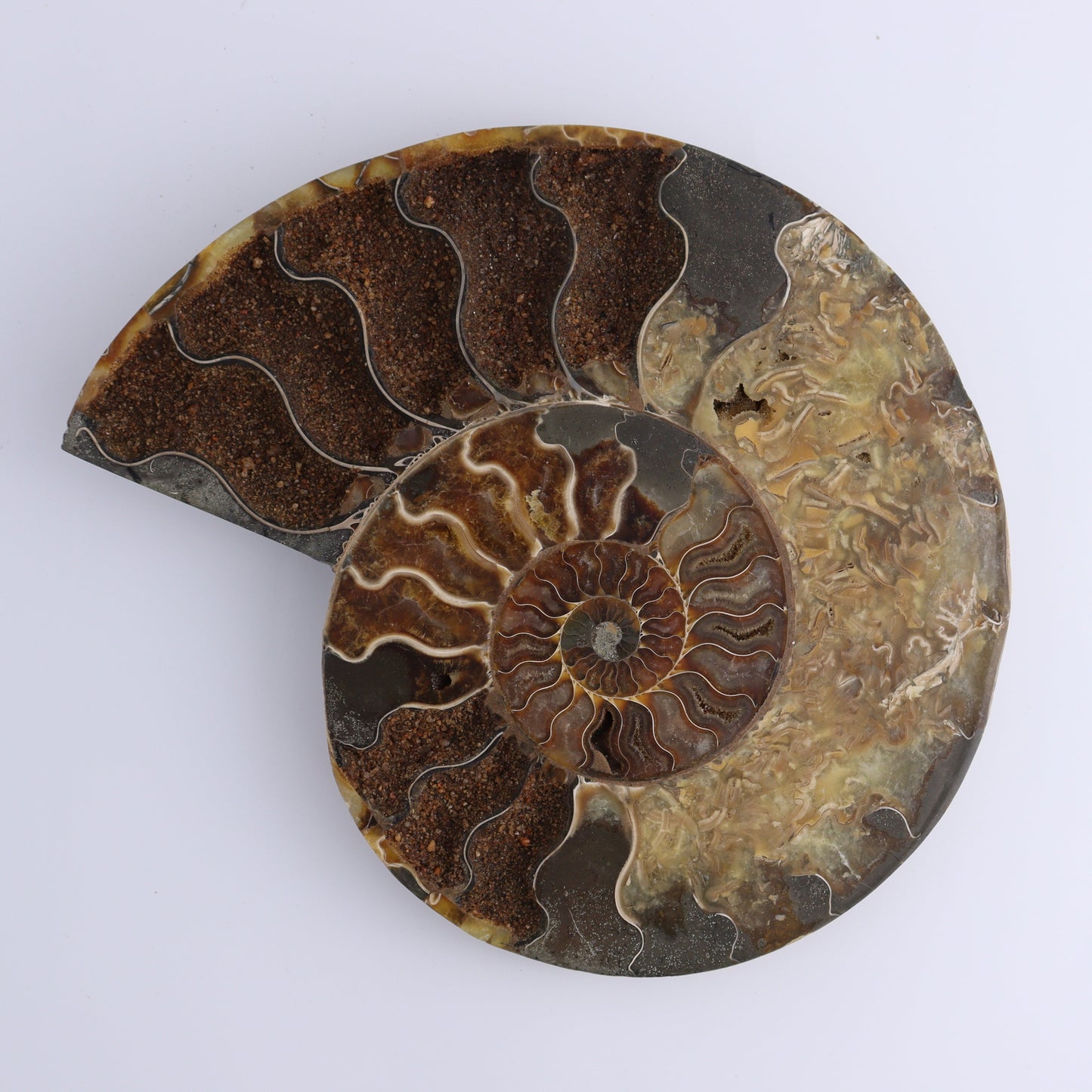 Ammonite Pair - Expert Wholesale and Supplier of Wholesale Crystals & Bulk Gemstones, ["Ammonite","Madagascar","shells"]