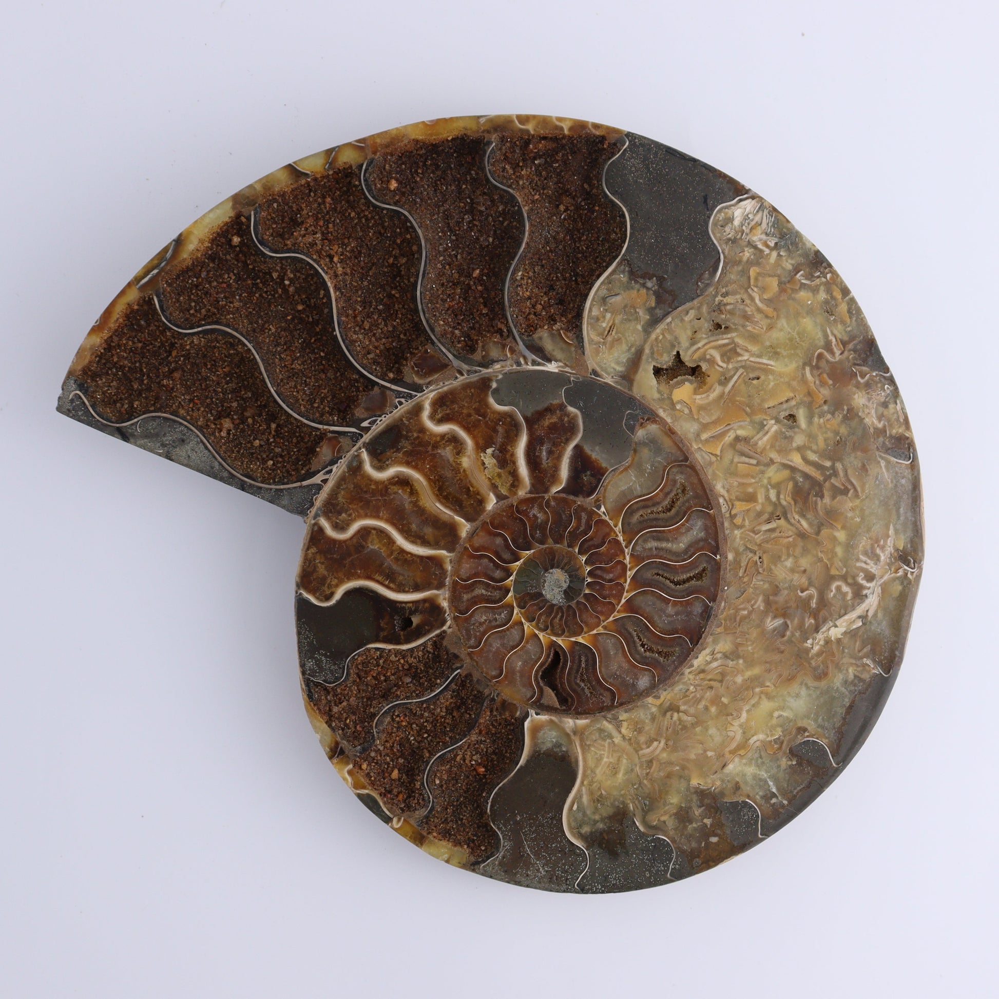 Ammonite Pair - Expert Wholesale and Supplier of Wholesale Crystals & Bulk Gemstones, ["Ammonite","Madagascar","shells"]