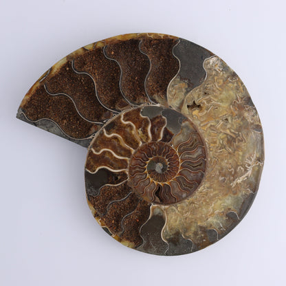 Ammonite Pair - Expert Wholesale and Supplier of Wholesale Crystals & Bulk Gemstones, ["Ammonite","Madagascar","shells"]