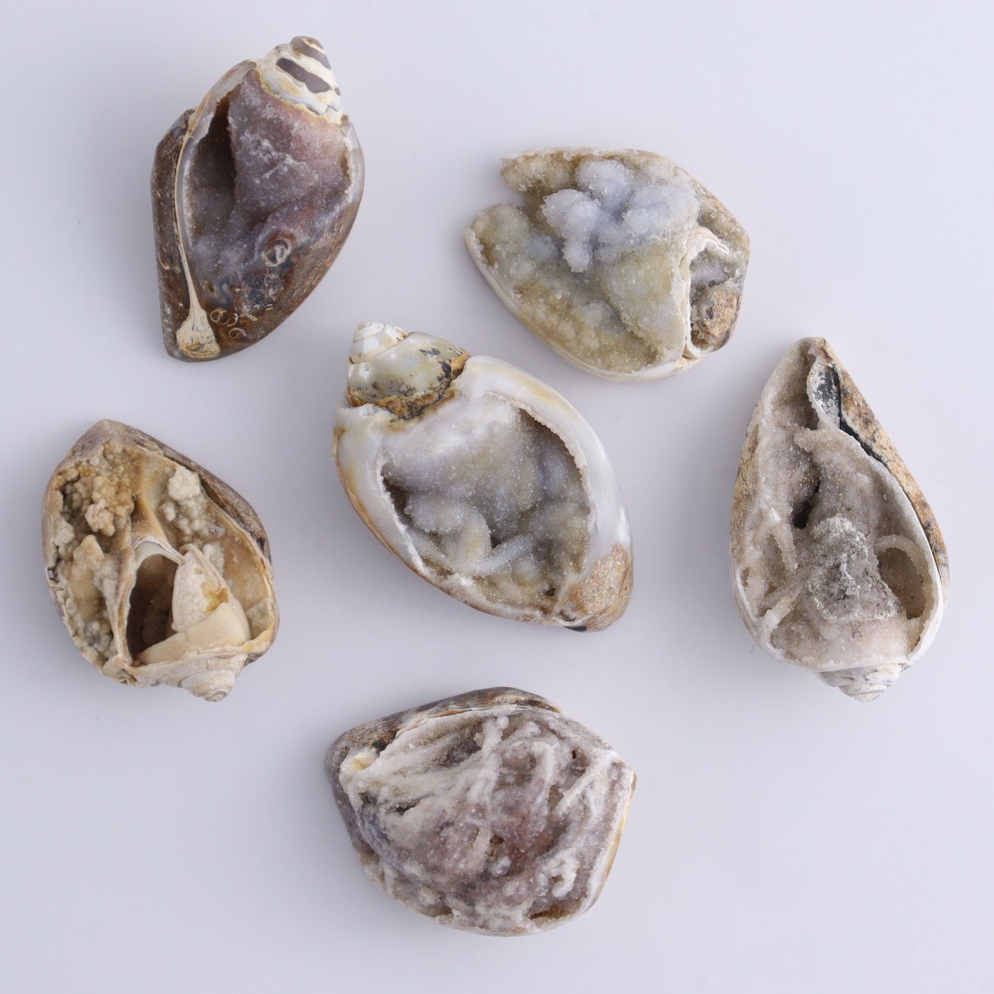 Mixed Shells Flat of 15 - Expert Wholesale and Supplier of Wholesale Crystals & Bulk Gemstones, ["Flats","India","shells"]