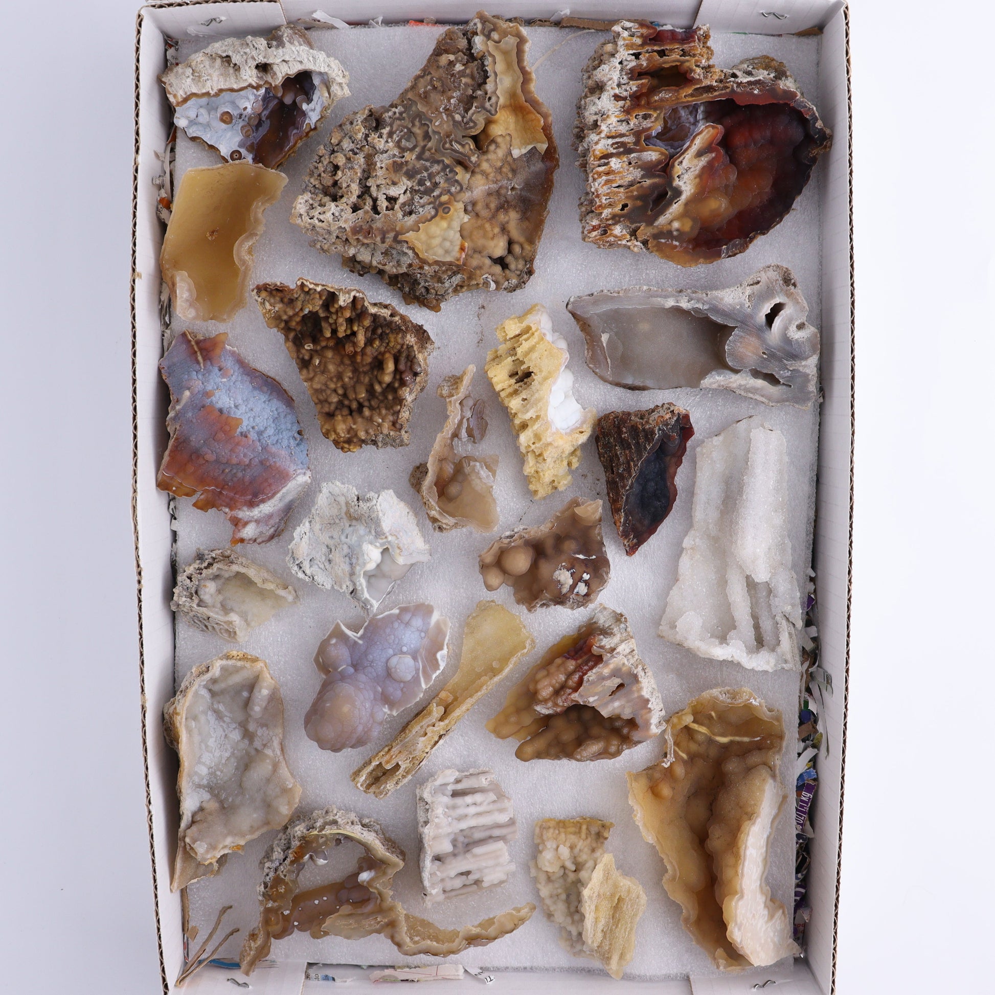 Agatized Coral Flat - Expert Wholesale and Supplier of Wholesale Crystals & Bulk Gemstones, ["Agate","Agatized Coral","Coral","United States"]