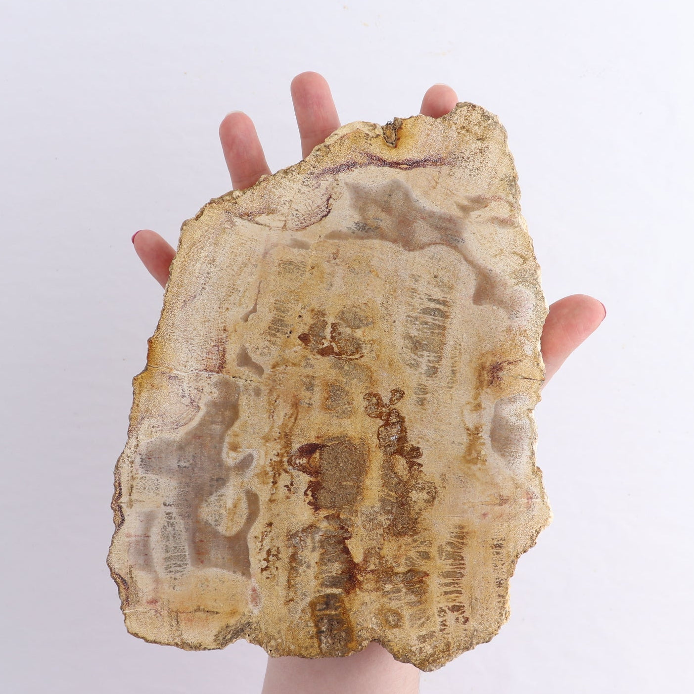Petrified Wood Slices & Slabs Set of 4