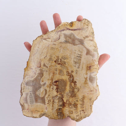 Petrified Wood Slices & Slabs Set of 4