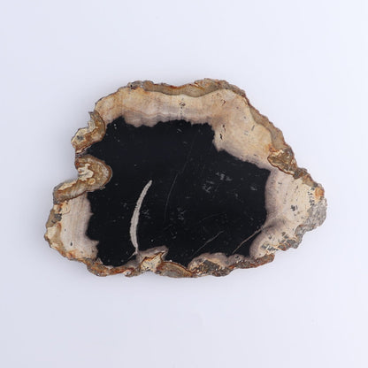 Petrified Wood Slices & Slabs Set of 4