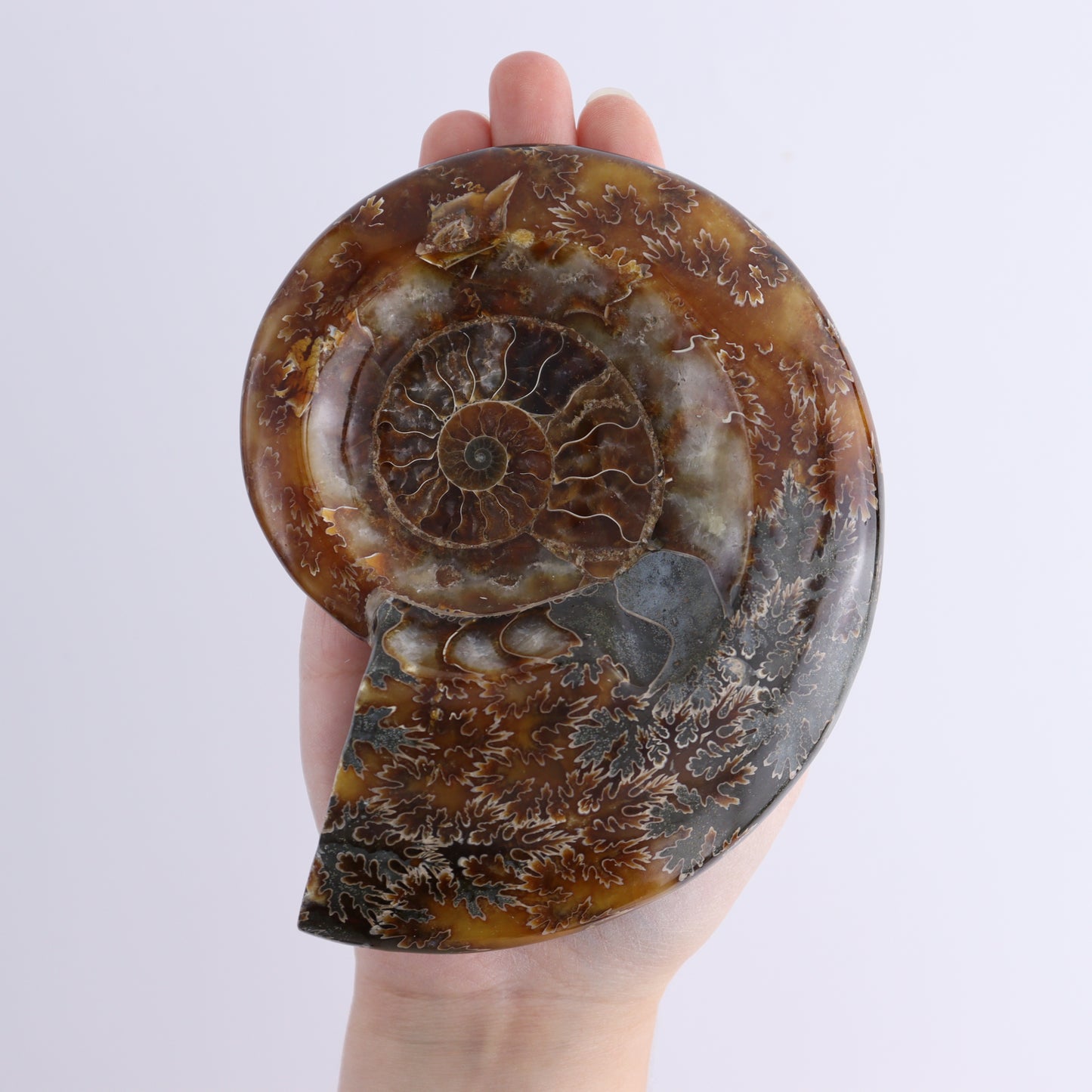 Ammonite Bowls Set of 4 - Expert Wholesale and Supplier of Wholesale Crystals & Bulk Gemstones, ["Ammonite","close_30","Madagascar","shells"]