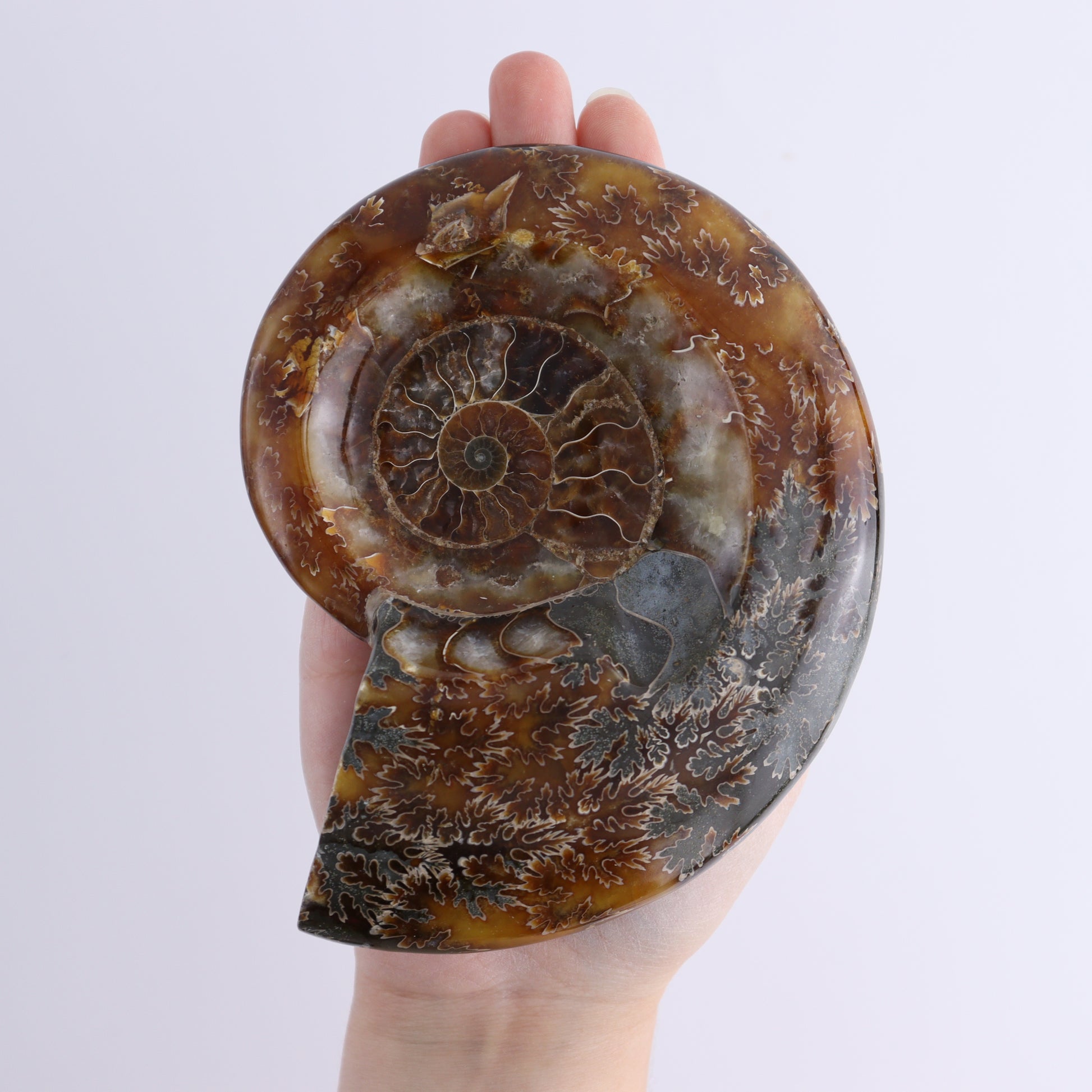 Ammonite Bowls Set of 4 - Expert Wholesale and Supplier of Wholesale Crystals & Bulk Gemstones, ["Ammonite","close_30","Madagascar","shells"]