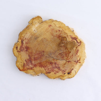 Petrified Wood Slices & Slabs Set of 4