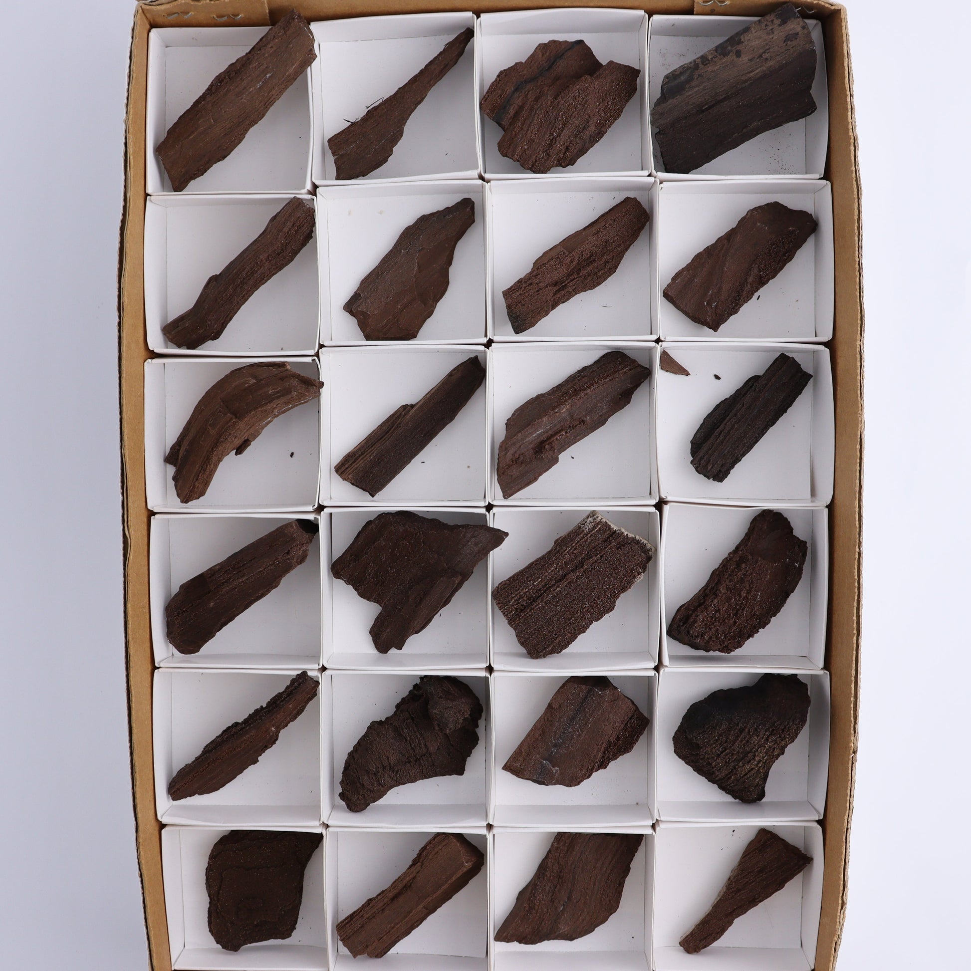 Permineralized Wood Flat of 24 - Expert Wholesale and Supplier of Wholesale Crystals & Bulk Gemstones, ["Flats","Germany","Permineralized Wood"]