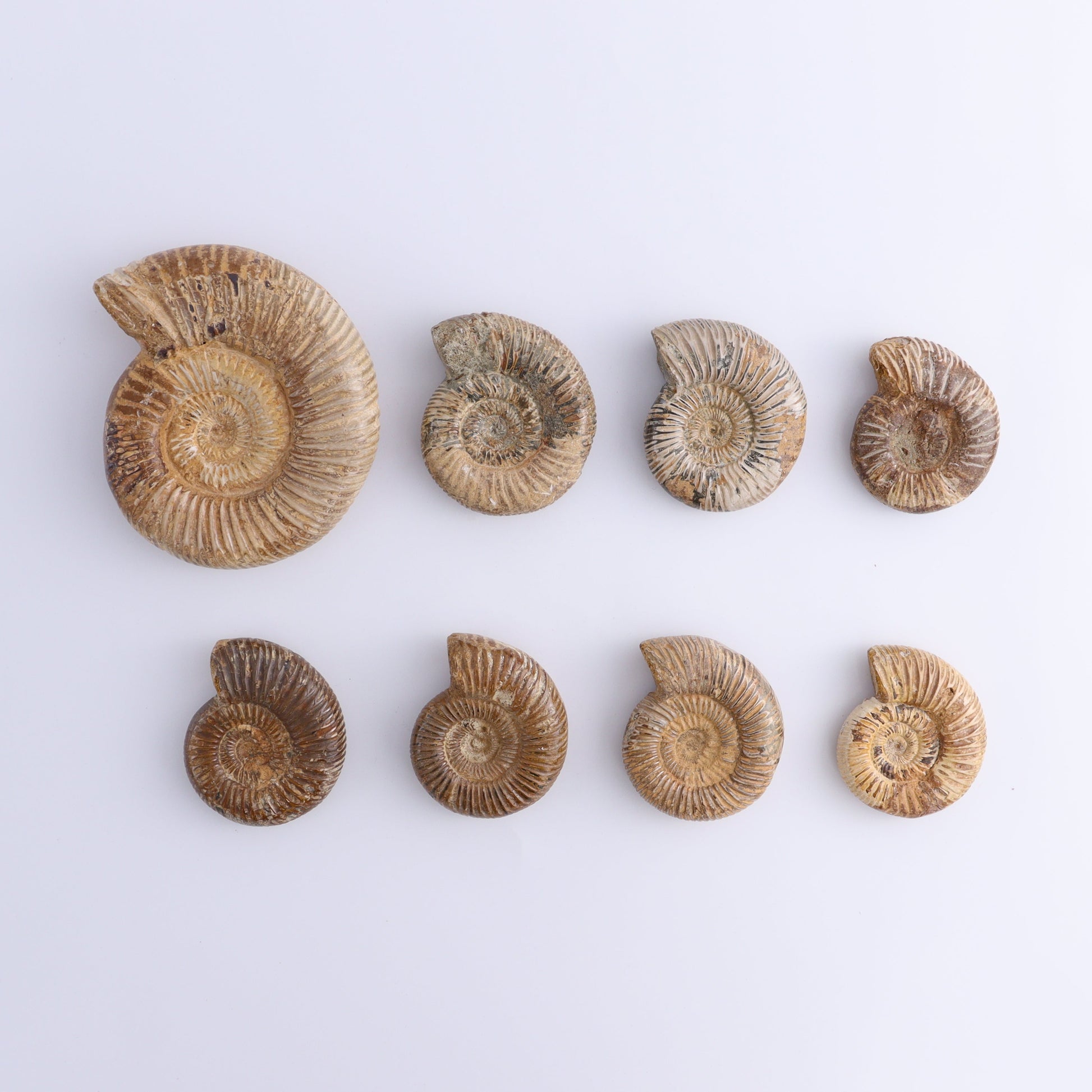 Fossilized Ammonite Set of 8 - Expert Wholesale and Supplier of Wholesale Crystals & Bulk Gemstones, ["Ammonite","Fossilized Ammonite","Madagascar"]