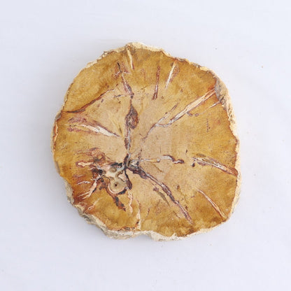 Petrified Wood Slices & Slabs Set of 4