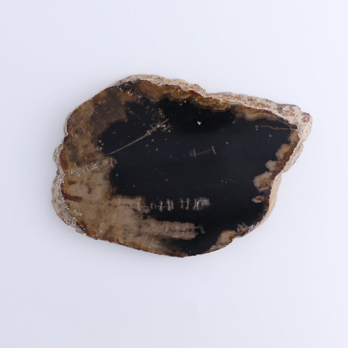 Petrified Wood Slices & Slabs Set of 4