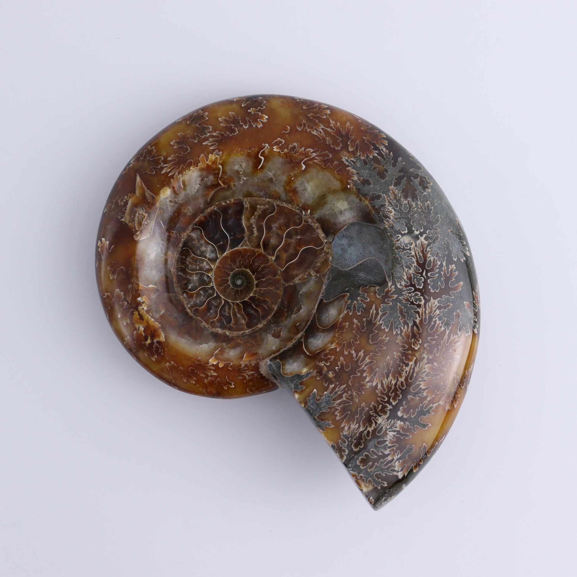 Ammonite Bowls Set of 4 - Expert Wholesale and Supplier of Wholesale Crystals & Bulk Gemstones, ["Ammonite","close_30","Madagascar","shells"]