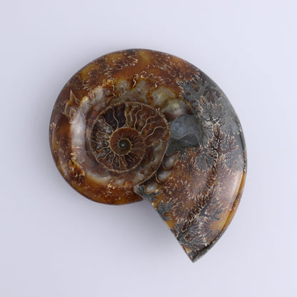 Ammonite Bowls Set of 4 - Expert Wholesale and Supplier of Wholesale Crystals & Bulk Gemstones, ["Ammonite","close_30","Madagascar","shells"]